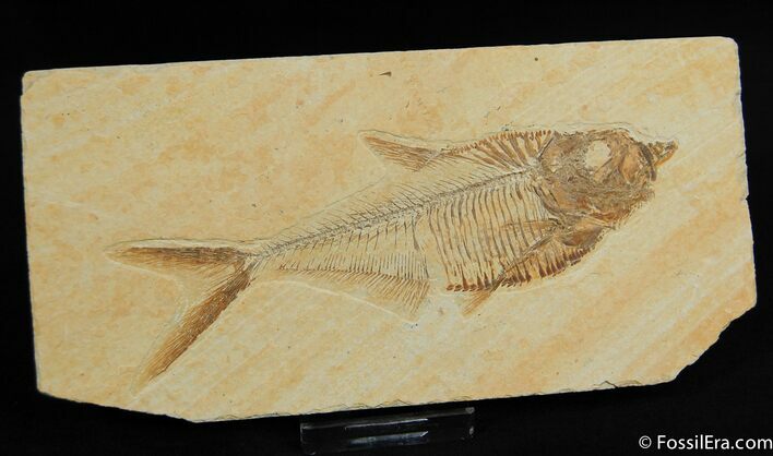 Excellent Inch Diplomystus Fossil Fish #39